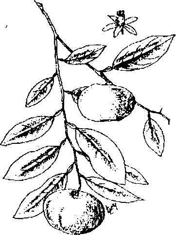QUÍT-TRẦN BÌ 陈皮