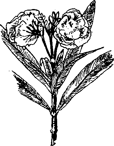 CÂY TRÚC ĐÀO 夹竹桃