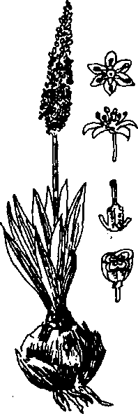 HÀNH BIỂN