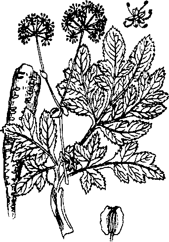 BẠCH CHỈ 白芷
