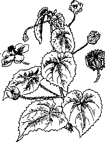 CÂY CỐI XAY 磨盘草