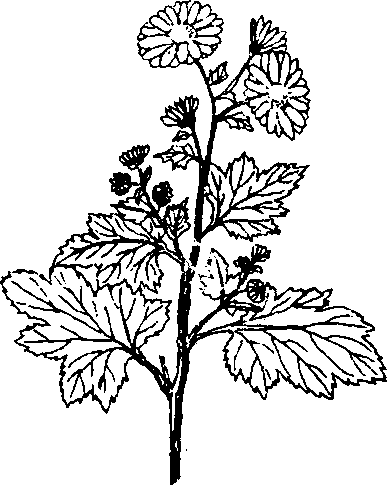 CÚC HOA 菊