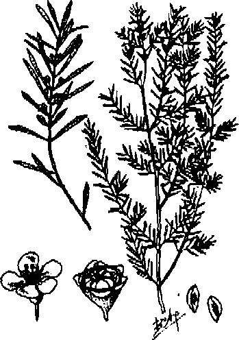 CÂY CHỔI XUỂ