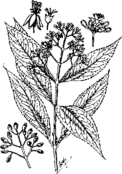 THƯỜNG SƠN 常山
