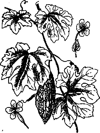 MƯỚP ĐẮNG 苦瓜
