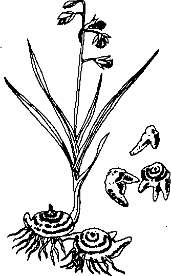 BẠCH CẬP 白芨