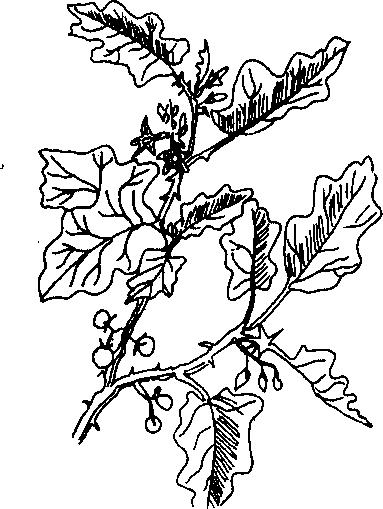 CÀ DẠI HOA TÍM 紫花茄