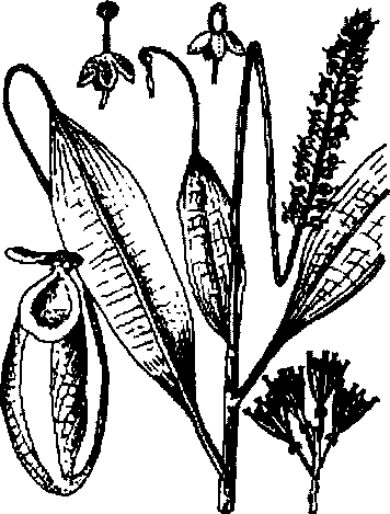 CÂY NẮP ẤM