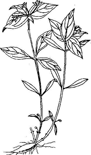 CÁC LOẠI SÂM