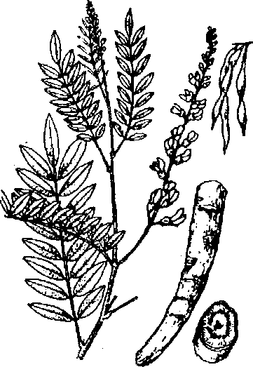 CÂY KHỔ SÂM CHO RỄ 苦参